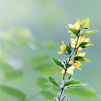 酵素洗顔料選びはマイルドな仕上がりに優れたものを選ぼう